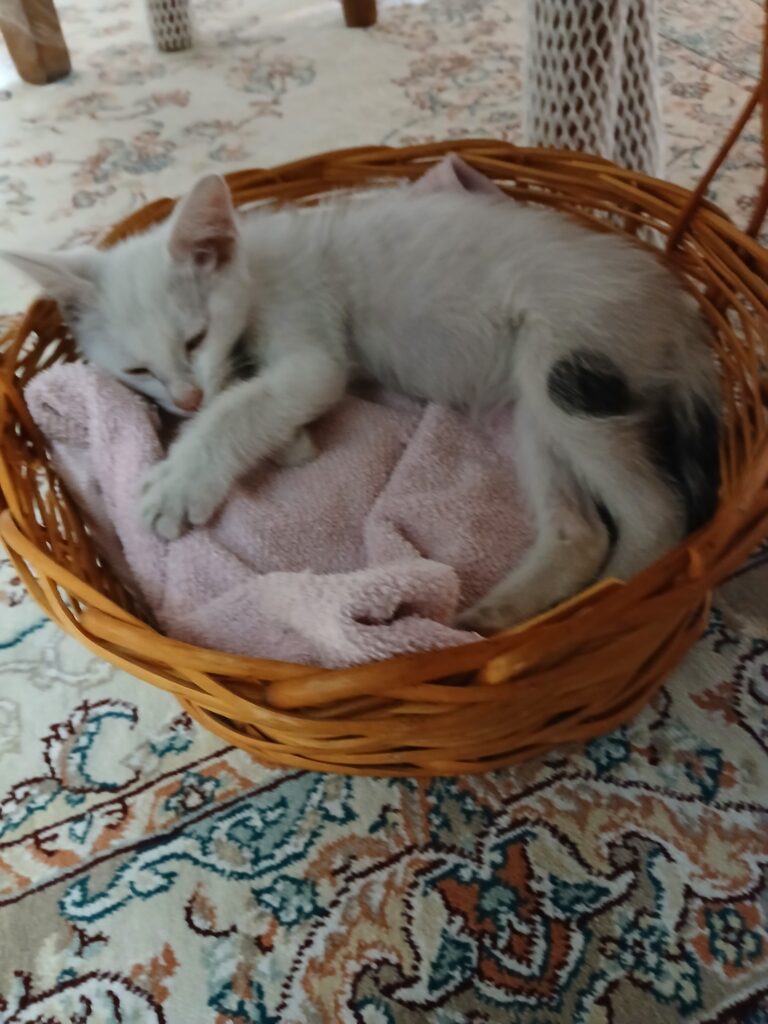بچه گربه ۲ ماهه نر