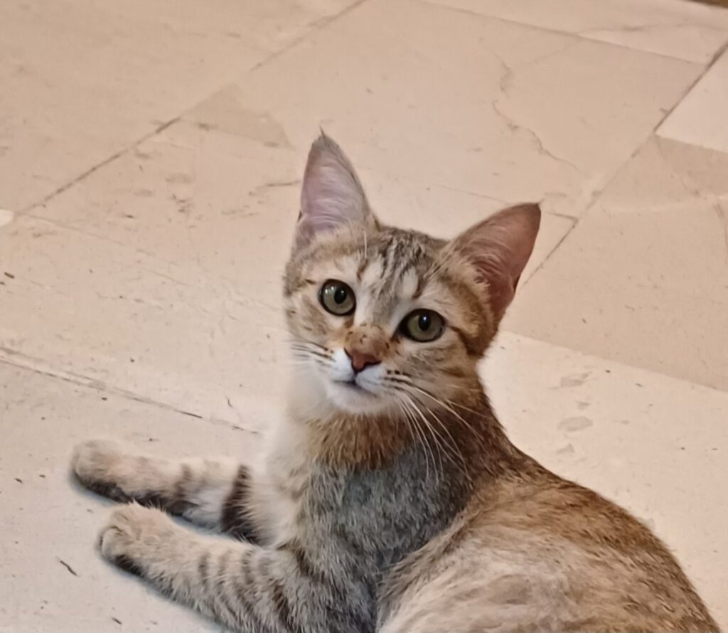 واگذاری بچه گربه ی ملوس