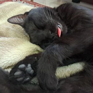 واگذاري گربه يكساله