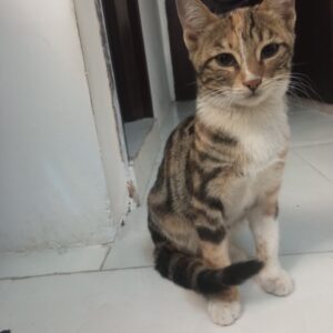 گربه خانگی 1.5ساله