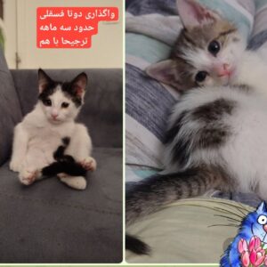 واگذاری دو بچه گربه سه ماهه