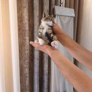 واگذاری بچه گربه یک ماهه