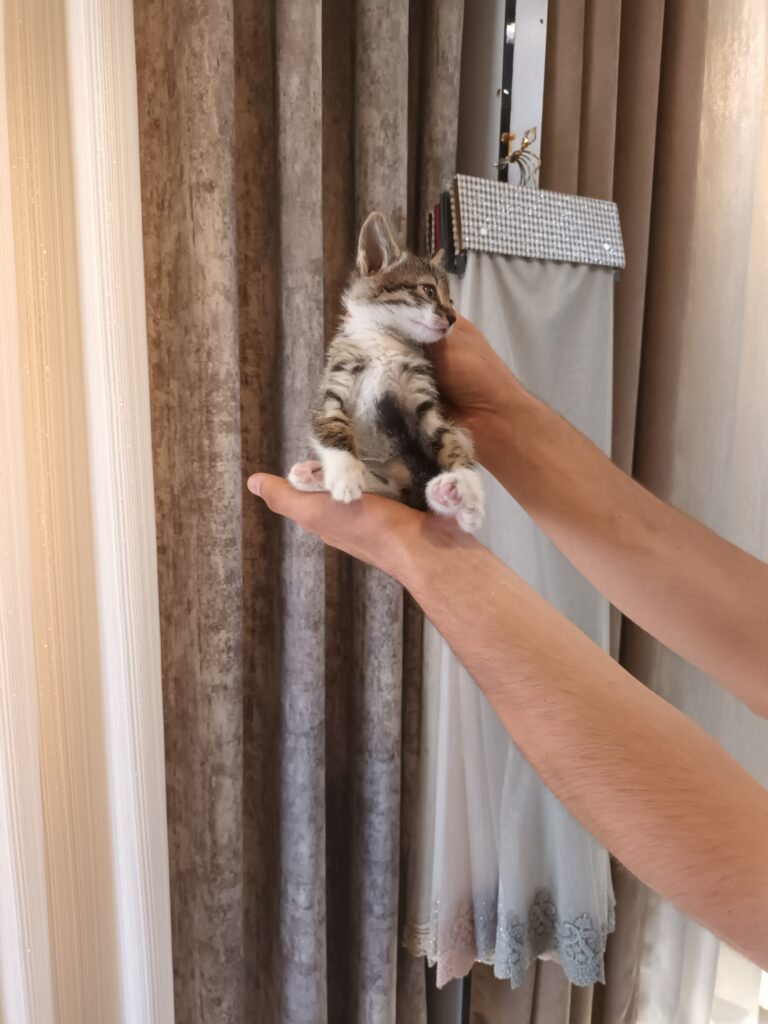 واگذاری بچه گربه یک ماهه