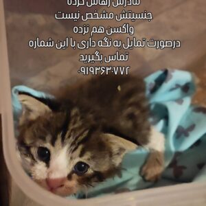 یه بچه گربه چند روزه پیدا کردم صاحبش ولش کرده
