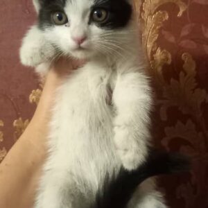 بچه گربه