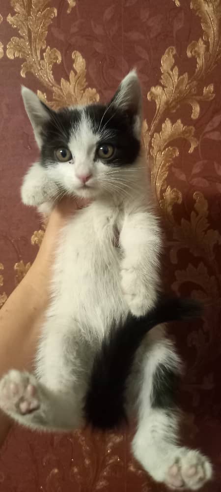 بچه گربه