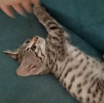 سلام من بچه کوچیک دارم از گربه میترسه