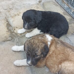 یک جفت توله سرابی اصیل