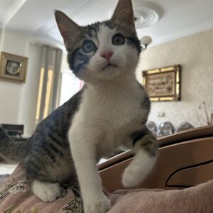 نر شیطون بلا