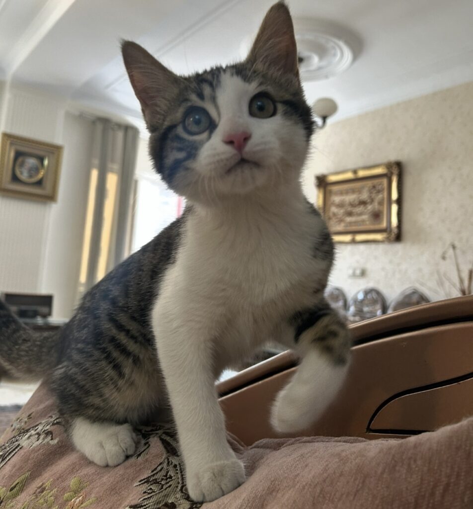 نر شیطون بلا