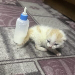 واگذاری یه نوزاد گربه خوشگل