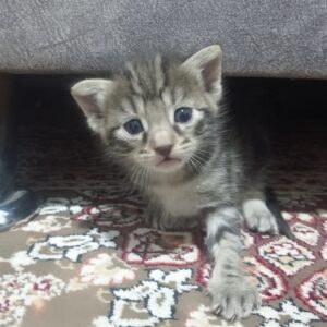 بچه گربه شیطون و بازیگوش
