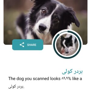 توله بوردر کالی
