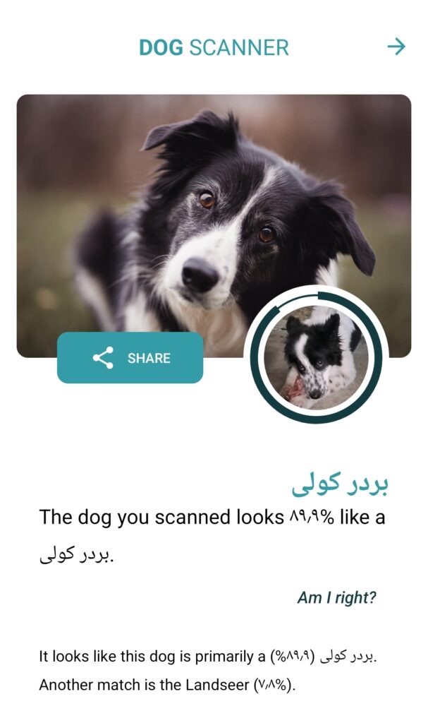 توله بوردر کالی