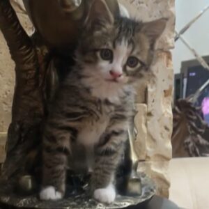 واگذاری توله گربه