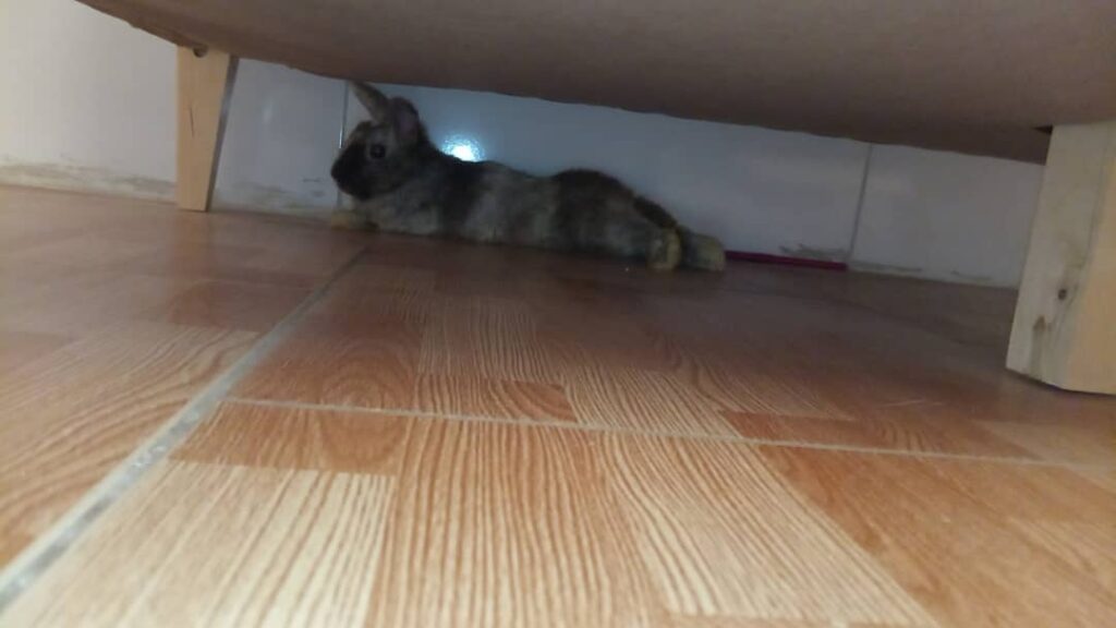 خرگوش ۴ ماهه بسیار خوشگل و شیطون