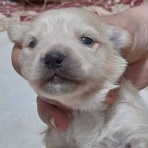 واگذاری توله سگ آشپیتز