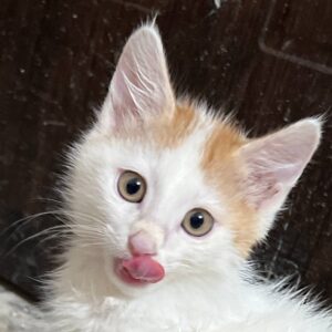 بچه گربه بسیار زیبا