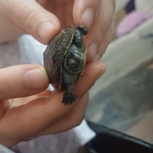 لاکپشت برکه ای