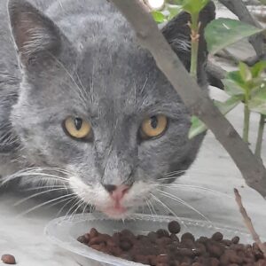 گربه نر طوسی پیدا شده