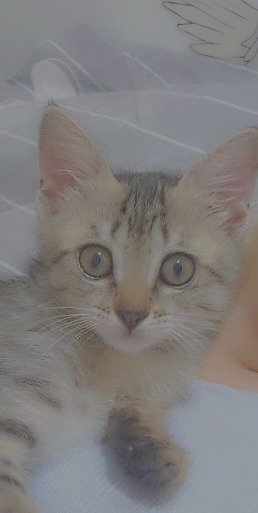 واگذاری بچه گربه