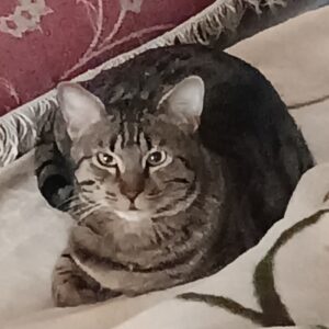 گربه 1 ساله