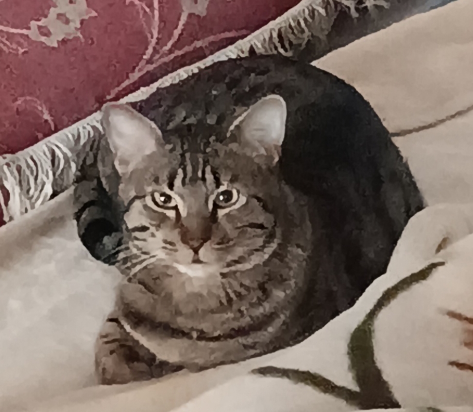 گربه 1 ساله