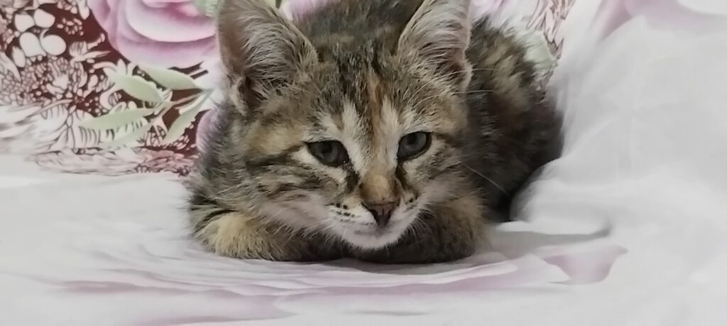 واگذاری گربه خانگی