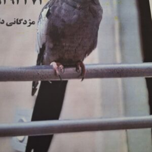 عروس هلندی گمشده