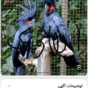 إسکندر پدر طوطی ایران زمین