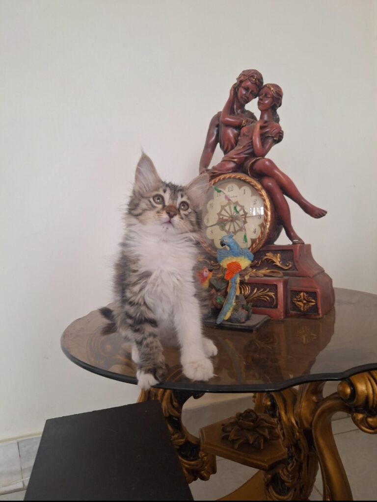 واگذاری بچه گربه ملوس