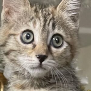 بچه گربه DSH