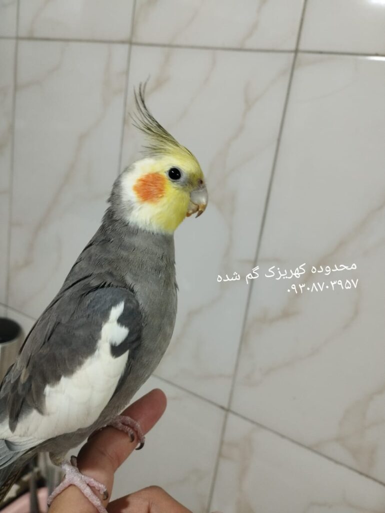 عروس هلندی محدوده کهریزک گم شده