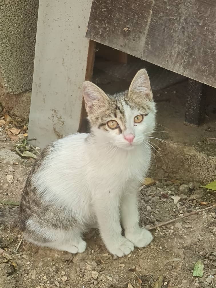 بچه گربه شیطون