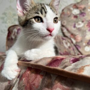 واگذاری رایگان بچه گربه 5عدد