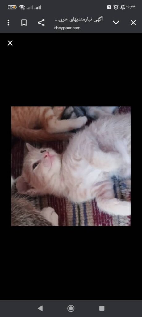 واگذاری بچه گربه