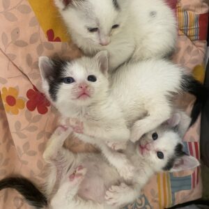 واگذاری گربه شیرخوار