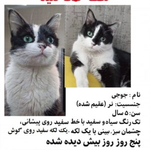 گربه نر گمشده عقیم شده