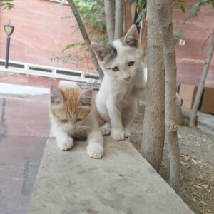 واگذاری رایگان ۲ تا بچه گربه ۳ ماهه