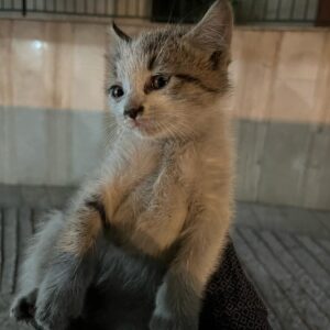 بچه گربه ۵۰ روزهبچه