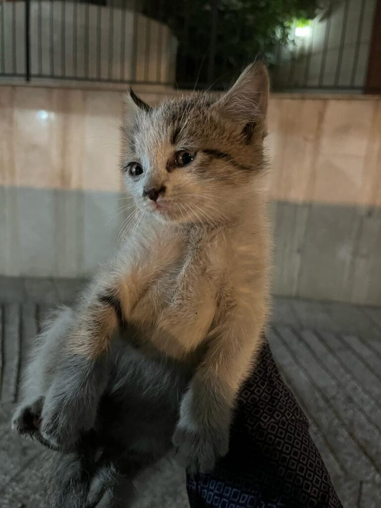 بچه گربه ۵۰ روزهبچه