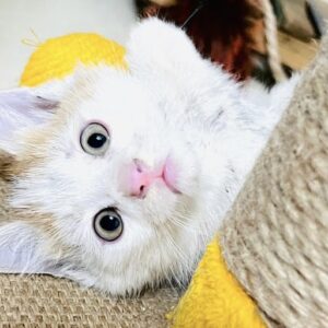 بچه گربه به شدت مهربون