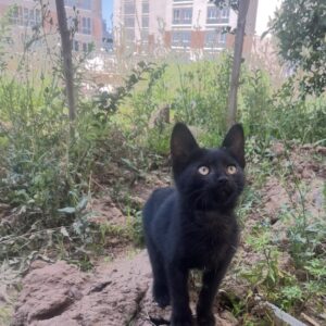 گربه نر سیاه بامزه 😻🩷
