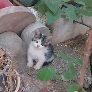 بچه گربه