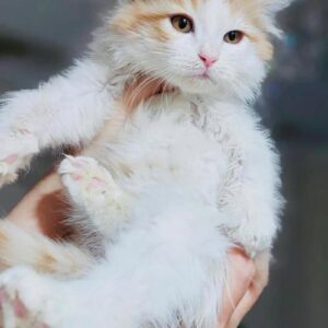 واگذاری سه عدد بچه گربه سه ماهه