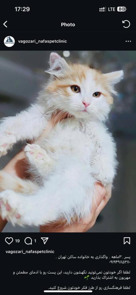 واگذاری سه عدد بچه گربه سه ماهه