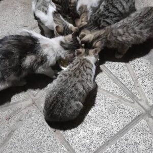 واگذاری 6 گربه 3 ماهه از یک مادر