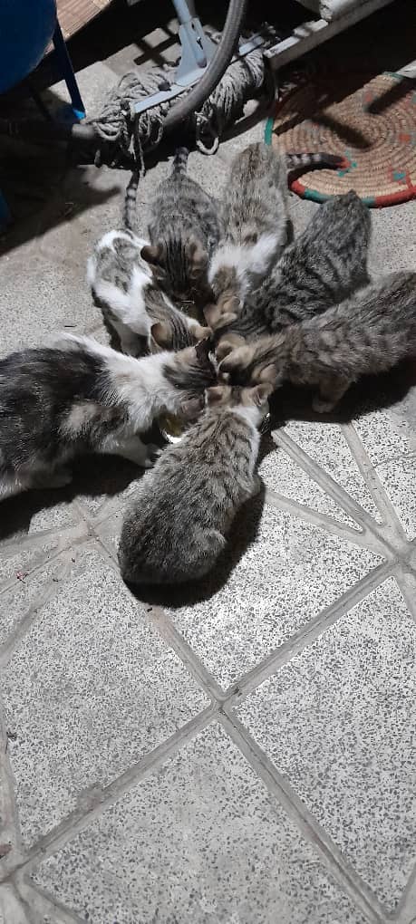 واگذاری 6 گربه 3 ماهه از یک مادر