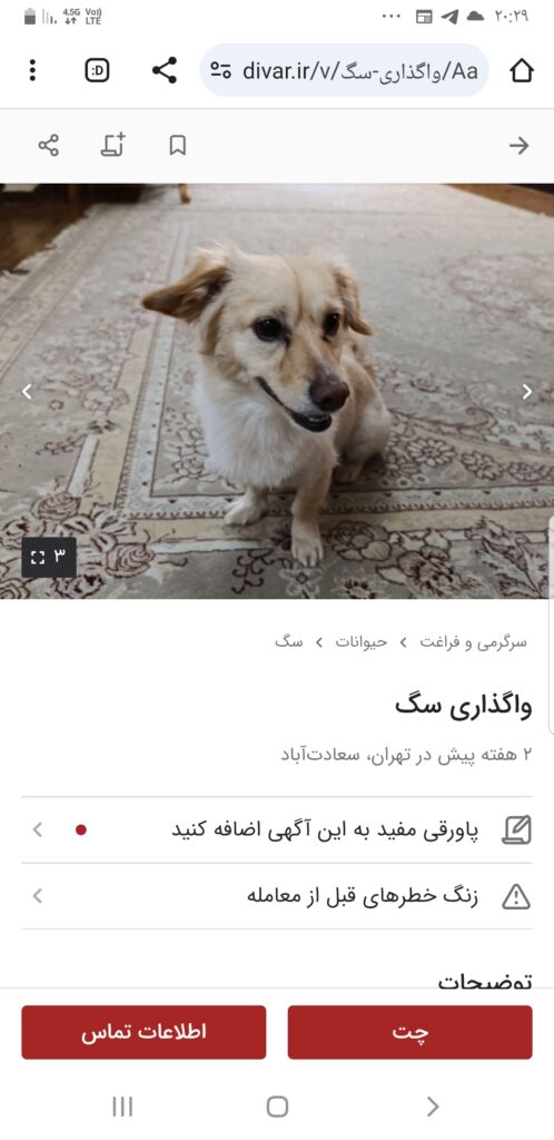 واگذاری سگ اشپیتز پامر