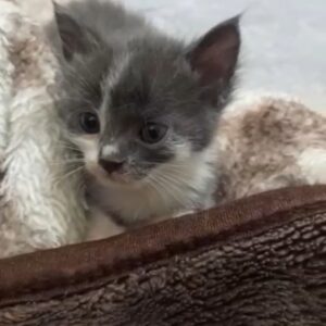 بچه گربه دو ماهه